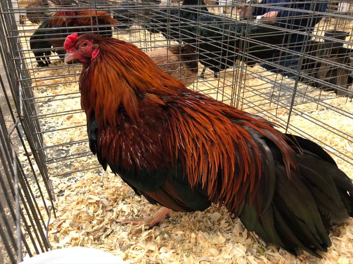 Cubalaya-rooster